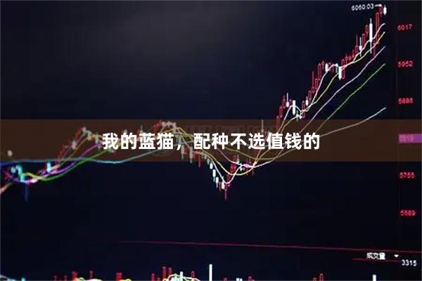 我的蓝猫，配种不选值钱的